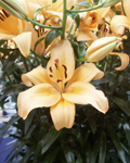 Precooled Lilium Springfield