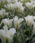 Tulip Spring Green