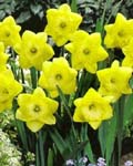 Narcissi St. Patricks Day