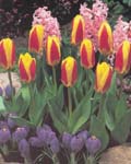 Tulip Stresa