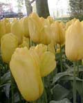 Tulip Strong Gold Winter Bloom