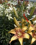 Precooled Lilium Suncrest