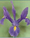 Iris Hollandica Telstar