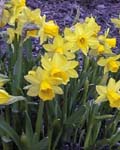 Narcissi Tete a Tete