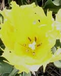 Tulip Texas gold