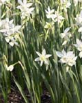 Narcissi Thalia