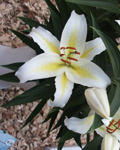 Precooled Lilium Time Out