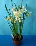 Narcissi Toto