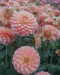 Dahlia Tout a Toi