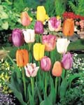 Tulip Triumph Mixed