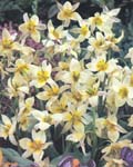 Tulip Turkestanica