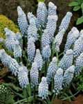 Muscari Valerie Finnis