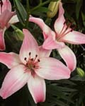 Precooled Lilium Vermeer