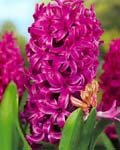 Hyacinth Violet Smith