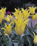 Tulip West Point