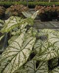 Caladium White Christmas