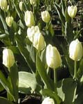 Tulip White Emperor