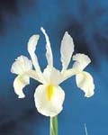 Iris Hollandica White Excelsior