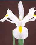 Iris Hollandica White Magic