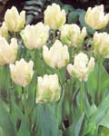 Tulip White Parrot
