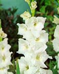 Gladiola White Prosperity