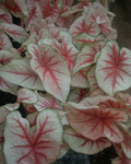 Caladium White Queen