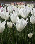 Tulip White Triumphator