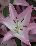Precooled Lilium Willeke Alberti