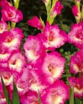 Gladiola Windsong