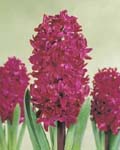Hyacinth Woodstock