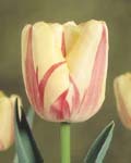 Tulip Worlds Expression