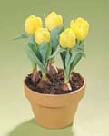 Tulip Yellow Baby