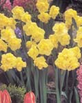 Narcissi Yellow Cheerfulness