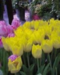 Tulip Yellow Flight