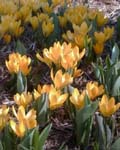 Crocus Yellow Mammoth