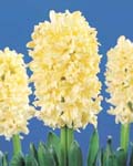 Hyacinth Yellow Queen
