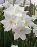 BULBS / NARCISSI / PAPERWHITES