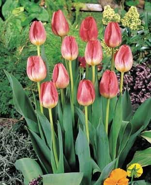 Tulip Judith Leister