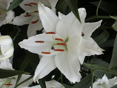 Precooled Lilium Laguna