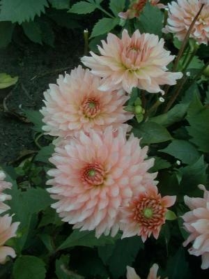Dahlia Leonarda