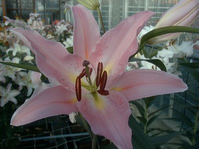 Precooled Lilium Le Reve (Joy)