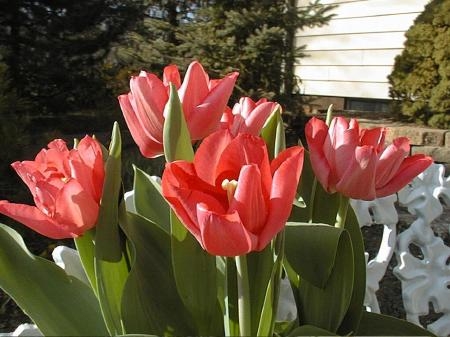 Tulip Lydia