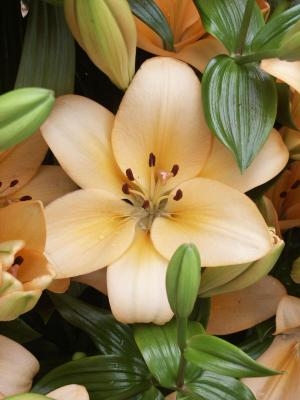 Precooled Lilium Menorca