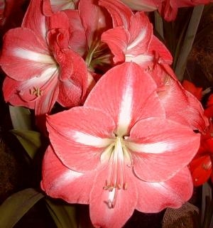 Amaryllis Minerva