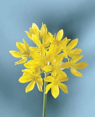 Allium Moly Luteum