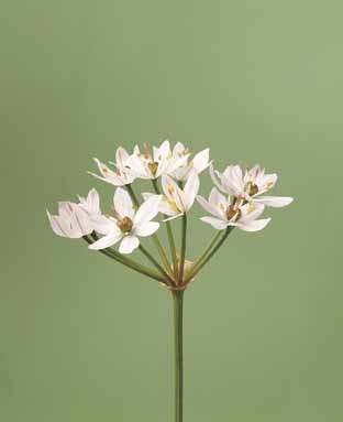 Allium Neapolitanum