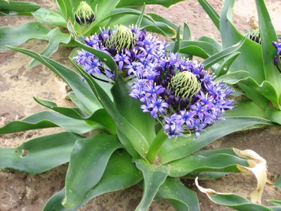 Scilla Peruviana