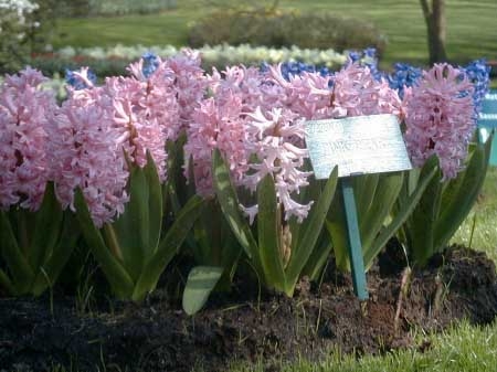 Hyacinth Pink Pearl