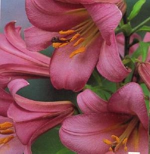 Precooled Lilium Pink Perfection