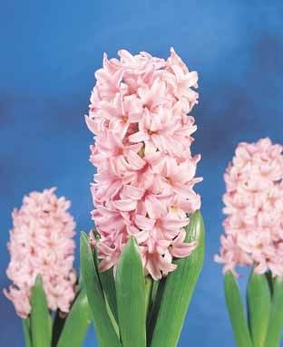 Hyacinth Pink Surprise